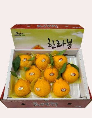 제주 한라봉 (대과) 3 kg